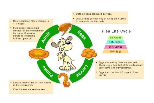 flea lifecycle